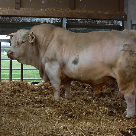 Domane Mechtildshausen Hotel Wiesbaden