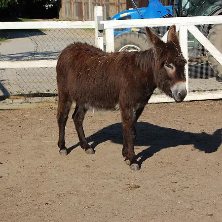 Domane Mechtildshausen Wiesbaden