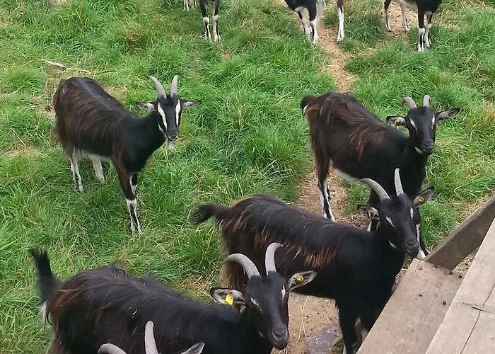 Hotel Domane Mechtildshausen Wiesbaden